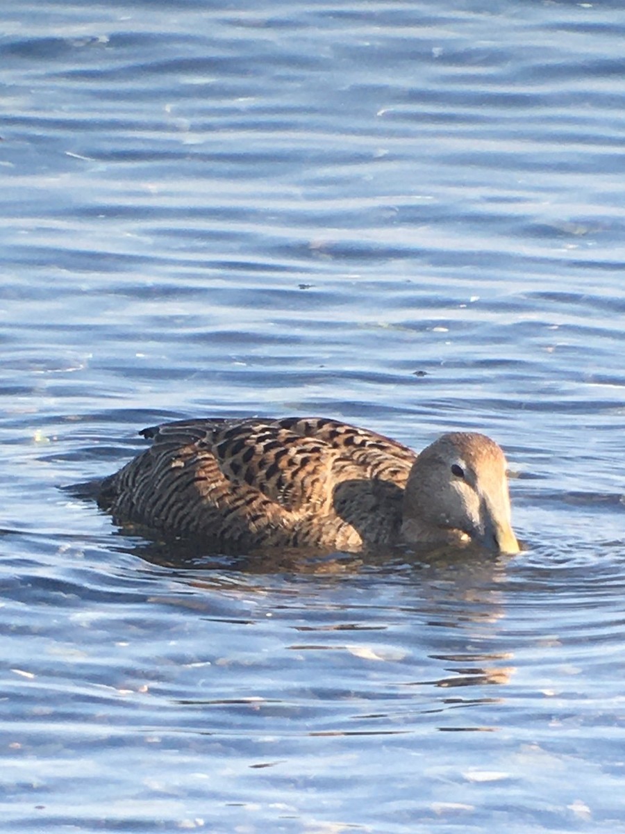 Common Eider (Northern) - ML633250495