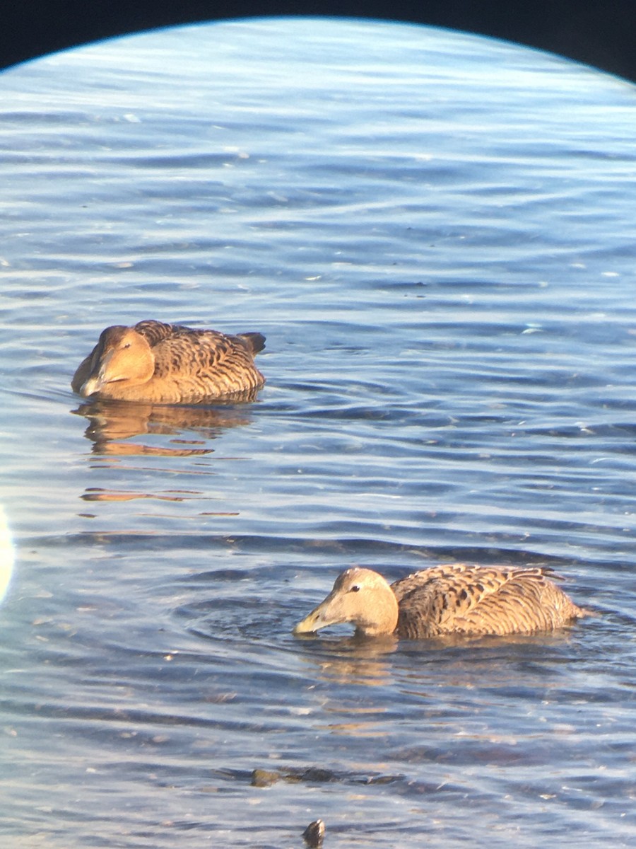 Common Eider (Northern) - ML633250496