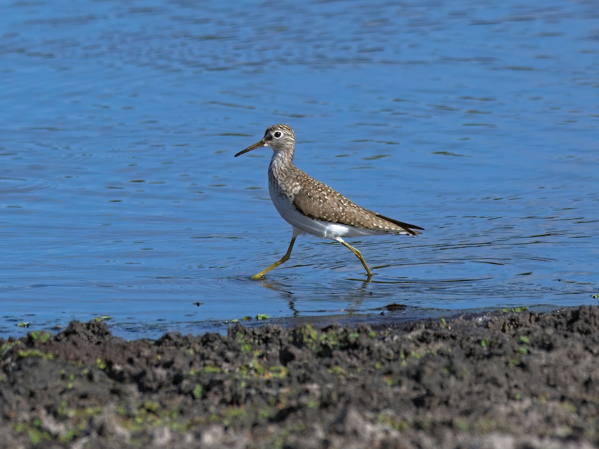 Solitary Sandpiper - ML633250512