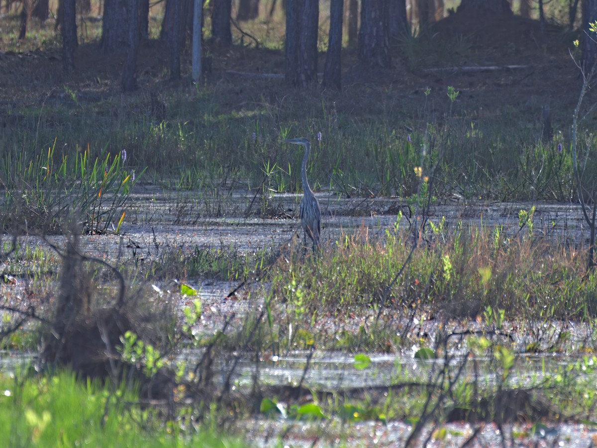 Great Blue Heron - ML633250546