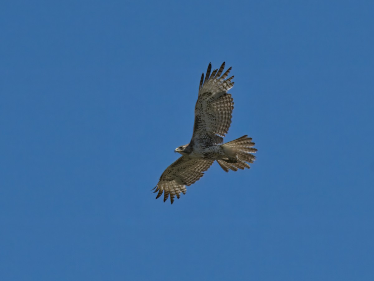 Red-tailed Hawk - ML633250560
