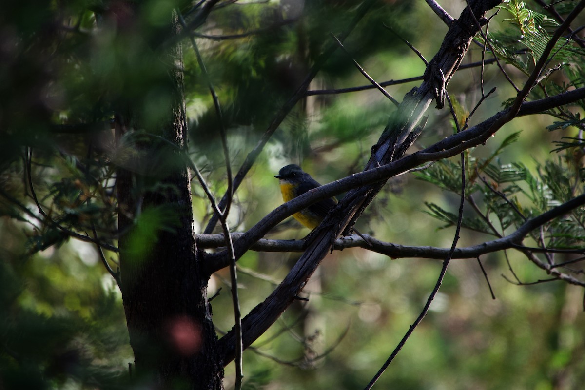Eastern Yellow Robin - ML633250563