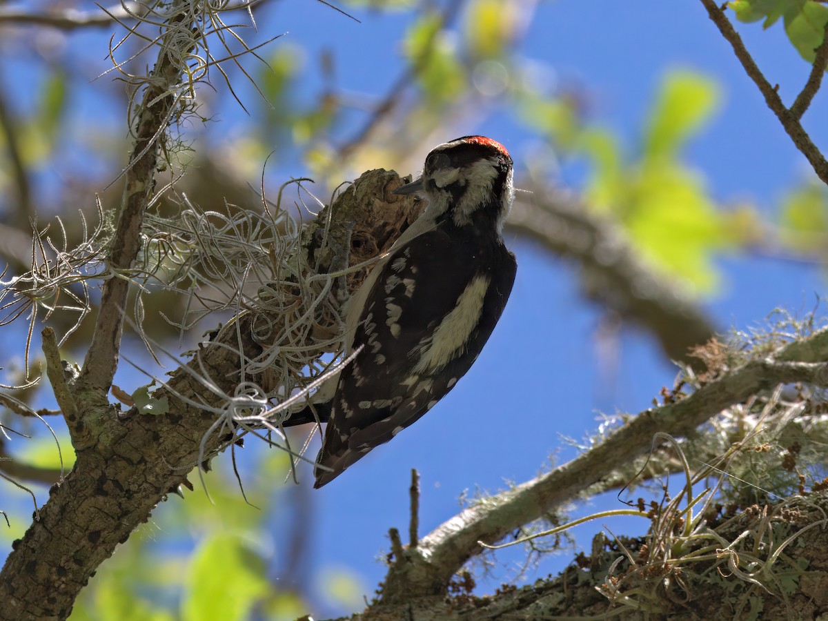 Downy Woodpecker - ML633250565