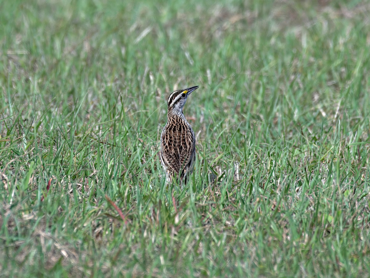 Eastern Meadowlark - ML633250588