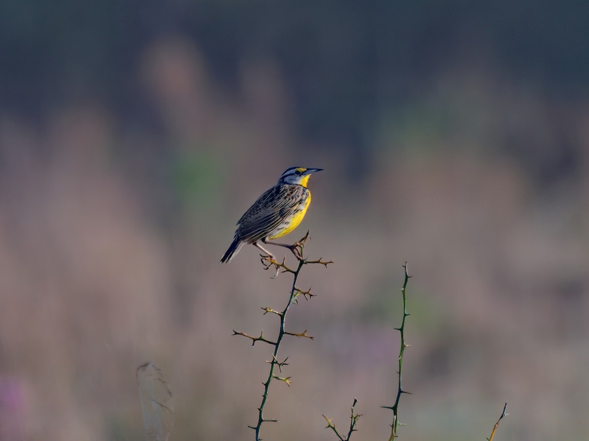 Eastern Meadowlark - ML633250590