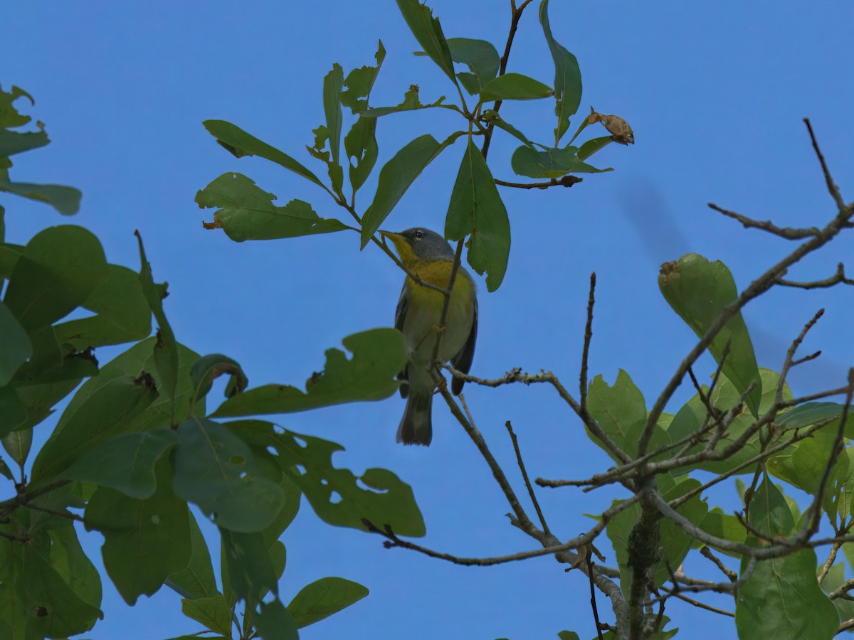 Northern Parula - ML633250598