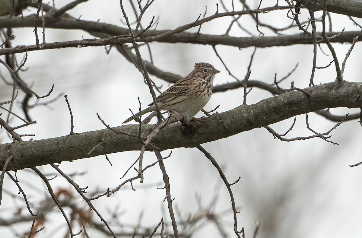 Vesper Sparrow - ML633250603