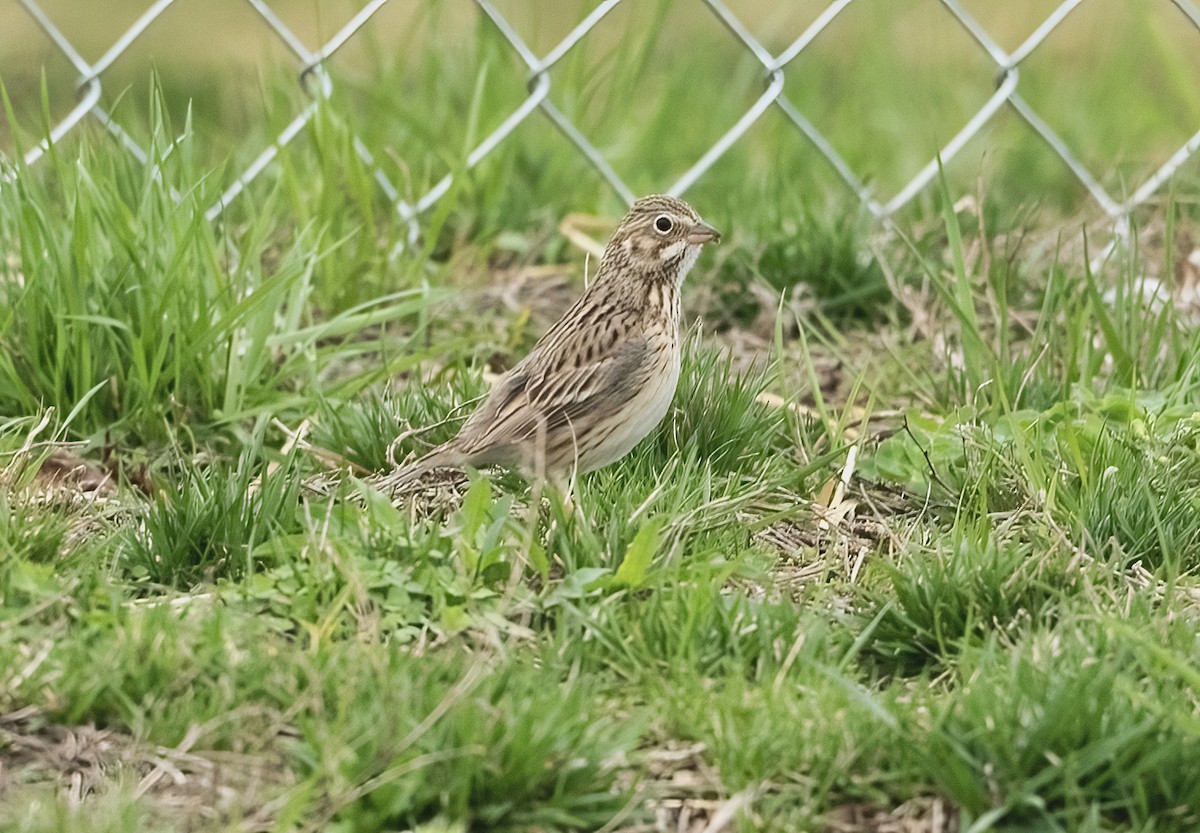 Vesper Sparrow - ML633250604