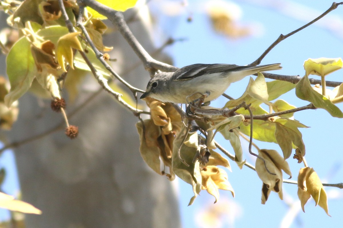 Plumbeous Vireo - ML633250673