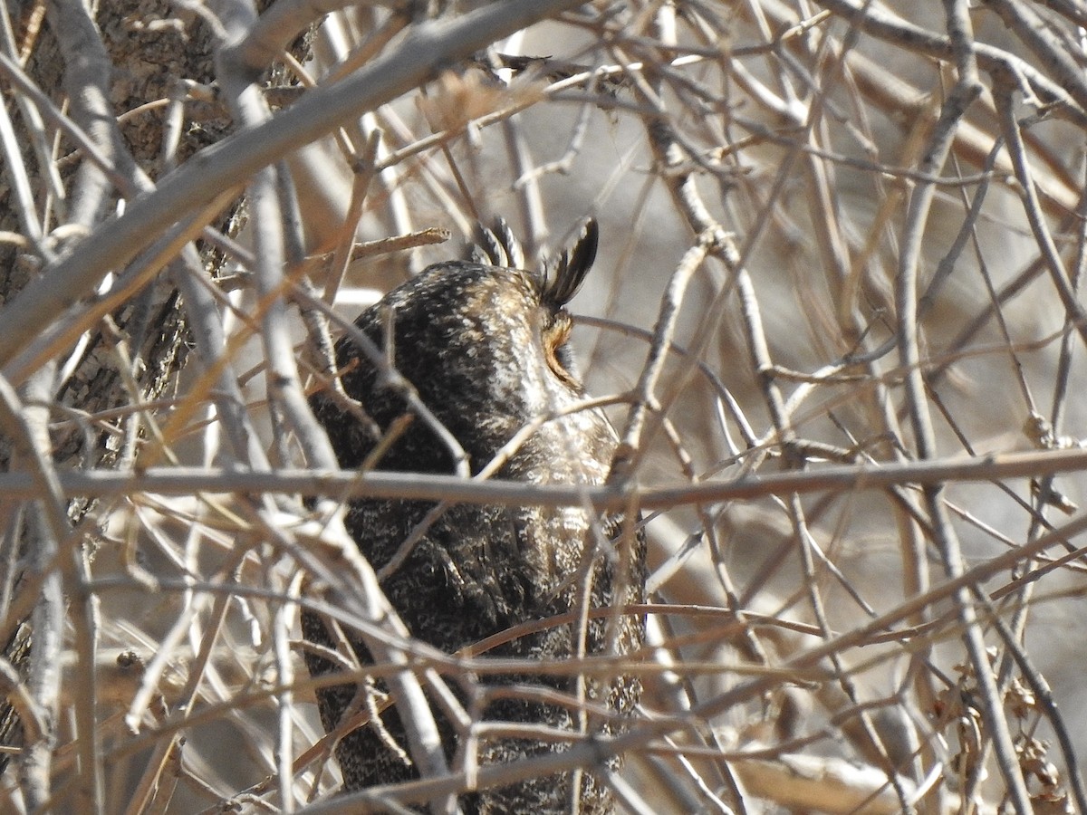 Long-eared Owl - ML633250753