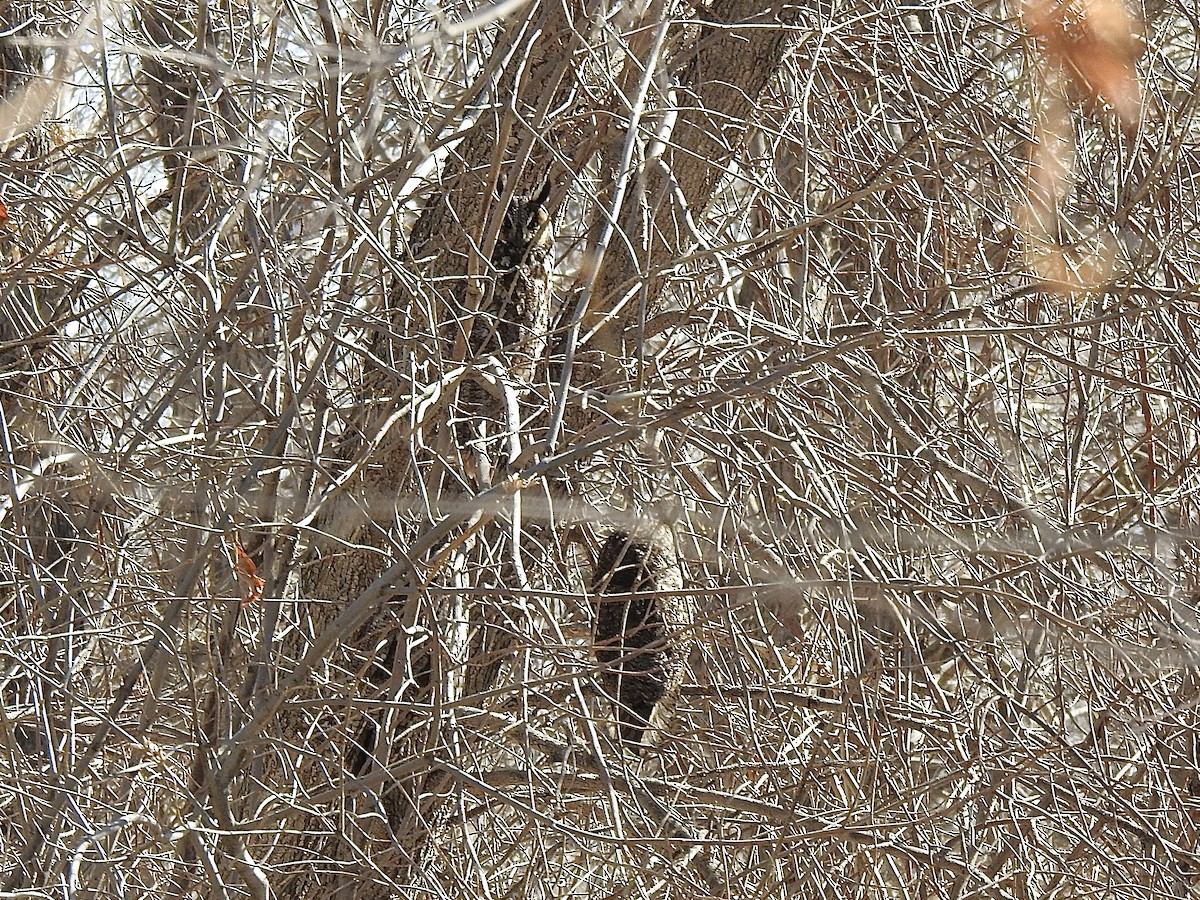 Long-eared Owl - ML633250754