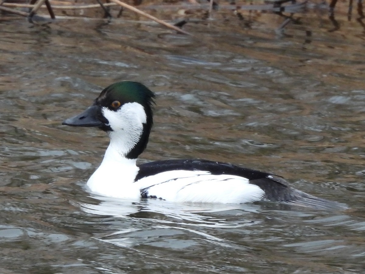 Bufflehead x Common Goldeneye (hybrid) - ML633250855