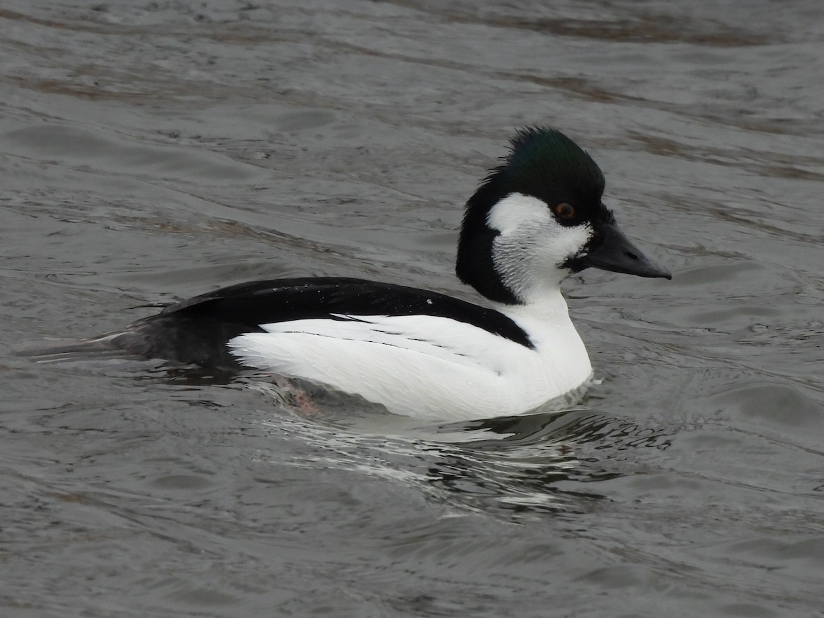 Bufflehead x Common Goldeneye (hybrid) - ML633250858