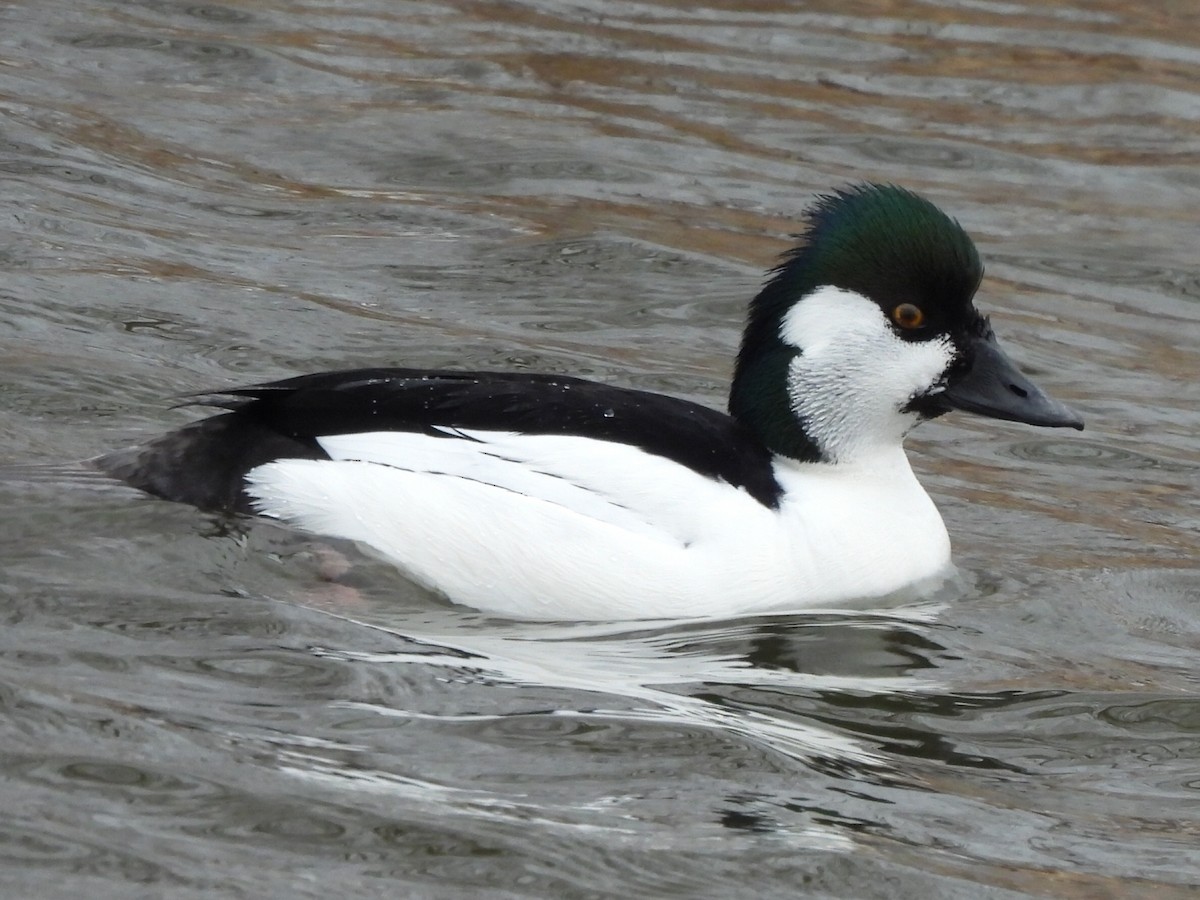 Bufflehead x Common Goldeneye (hybrid) - ML633250859