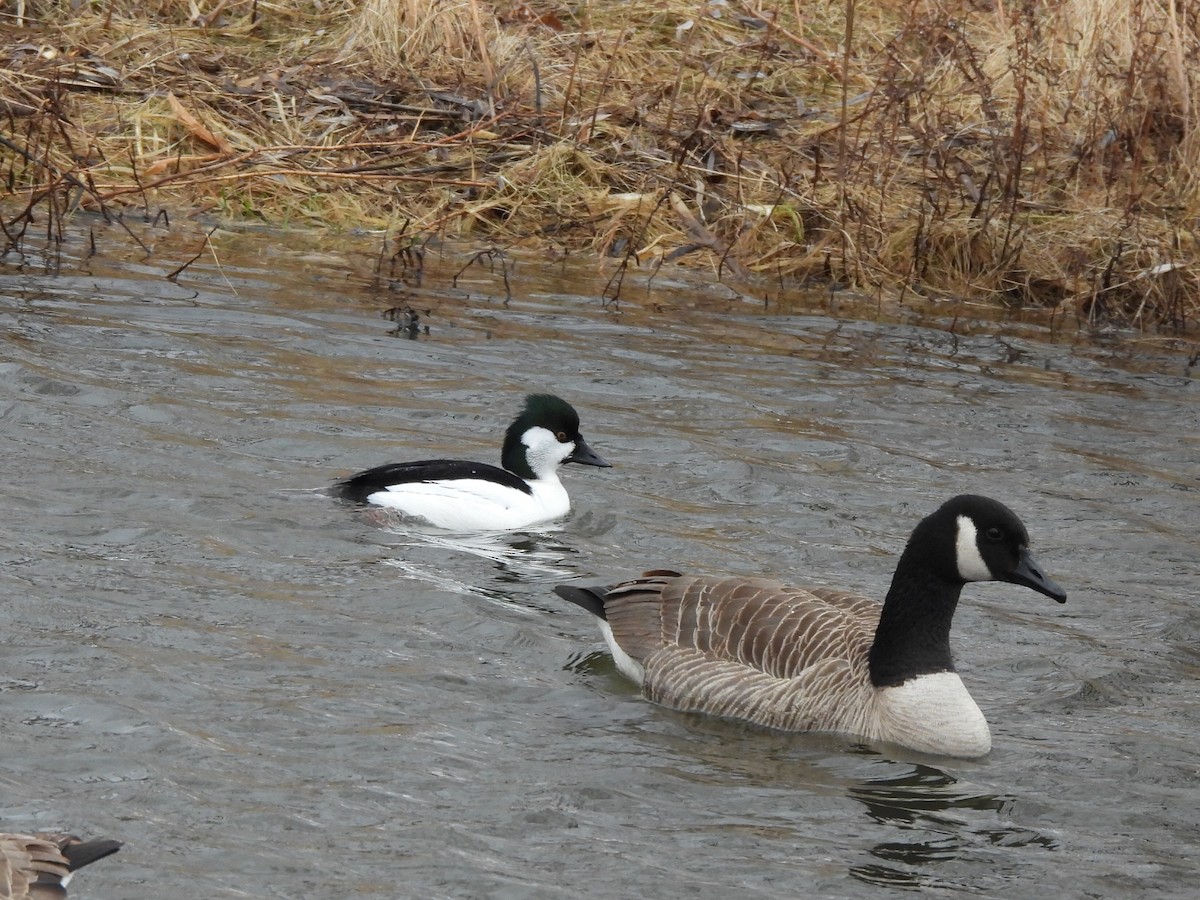 Bufflehead x Common Goldeneye (hybrid) - ML633250860