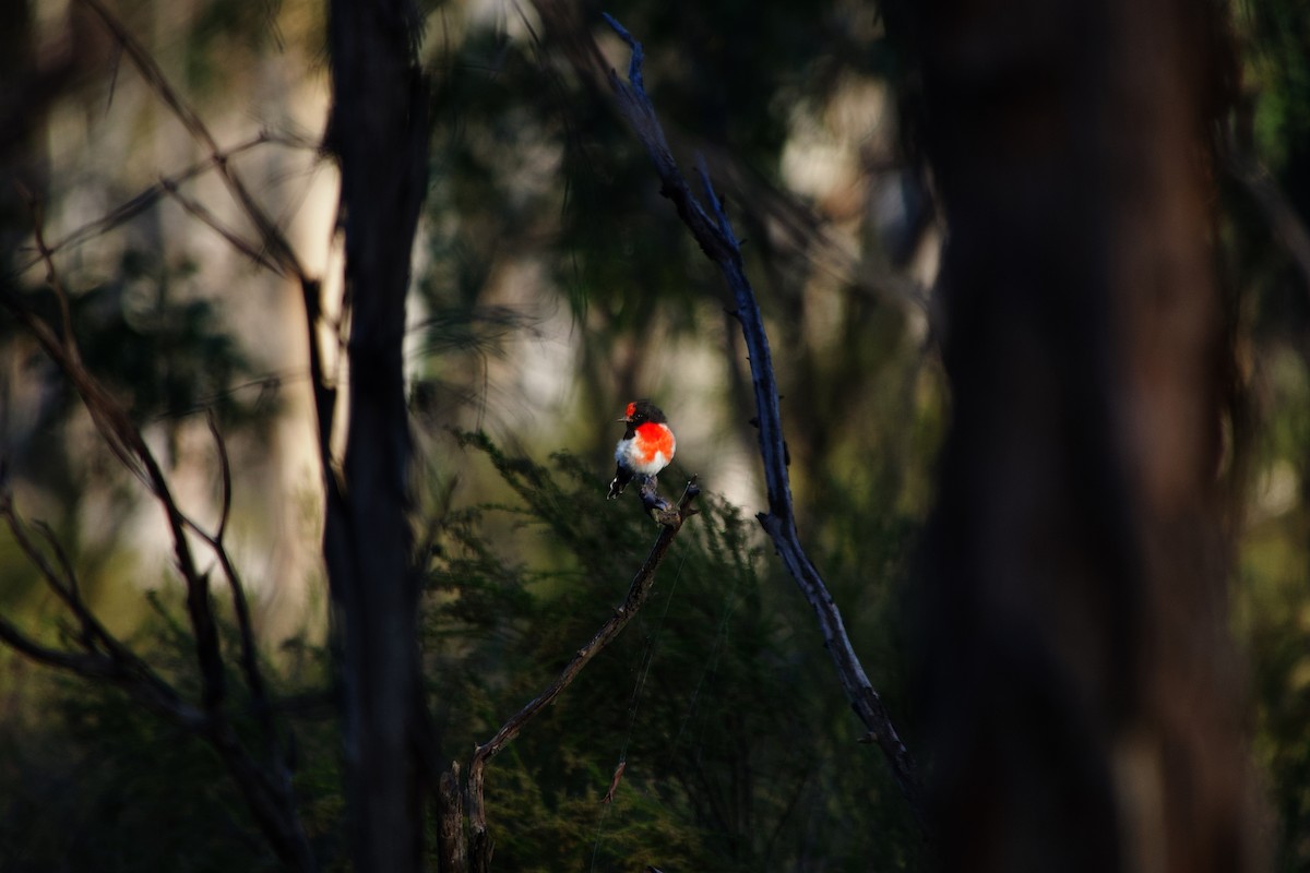 Red-capped Robin - ML633250901