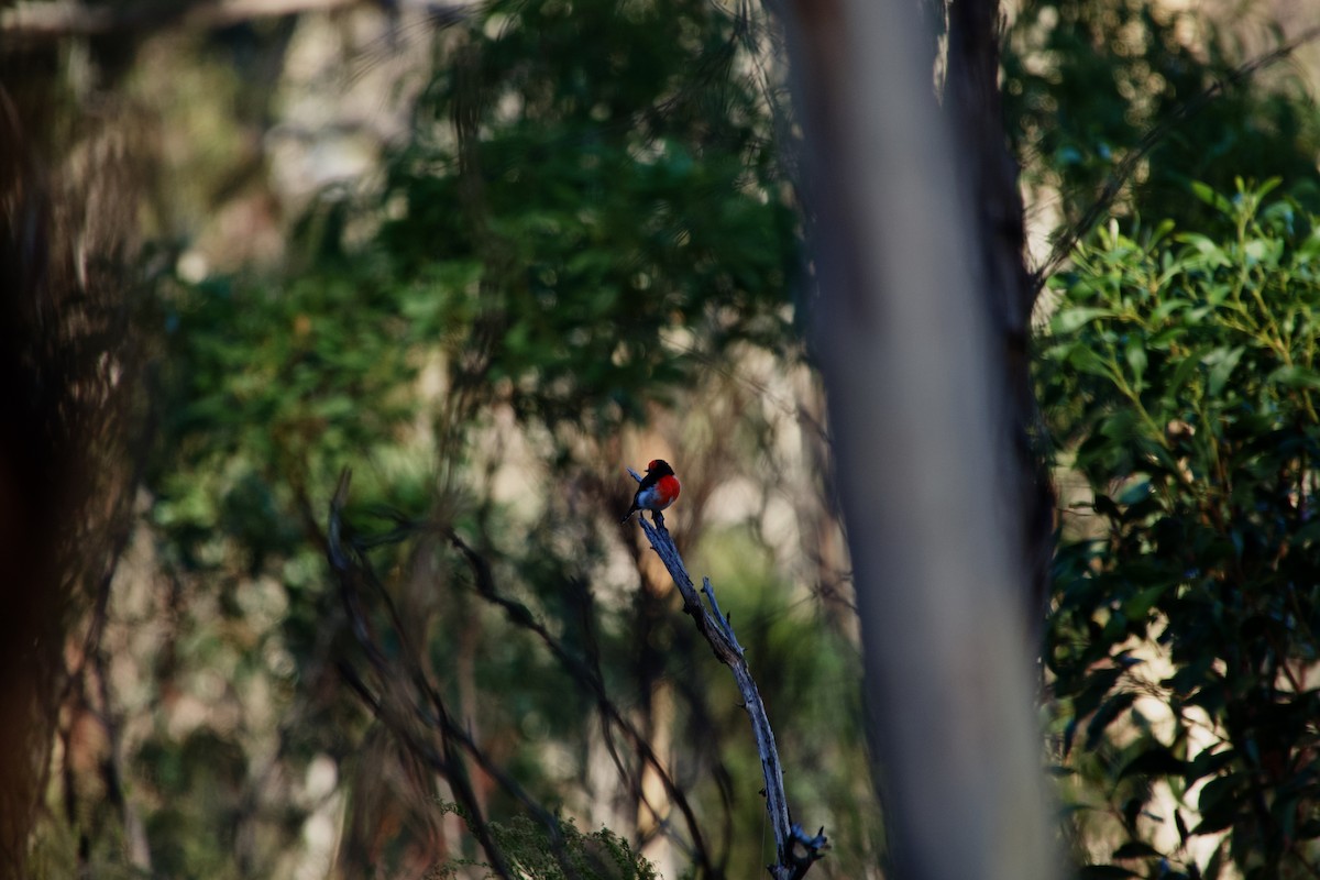 Red-capped Robin - ML633250904