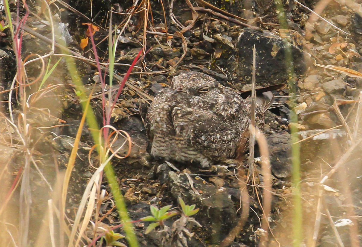 Chirruping Nightjar - ML633251120