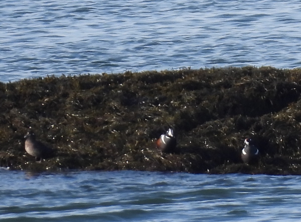 Harlequin Duck - Rhonda Langelaan