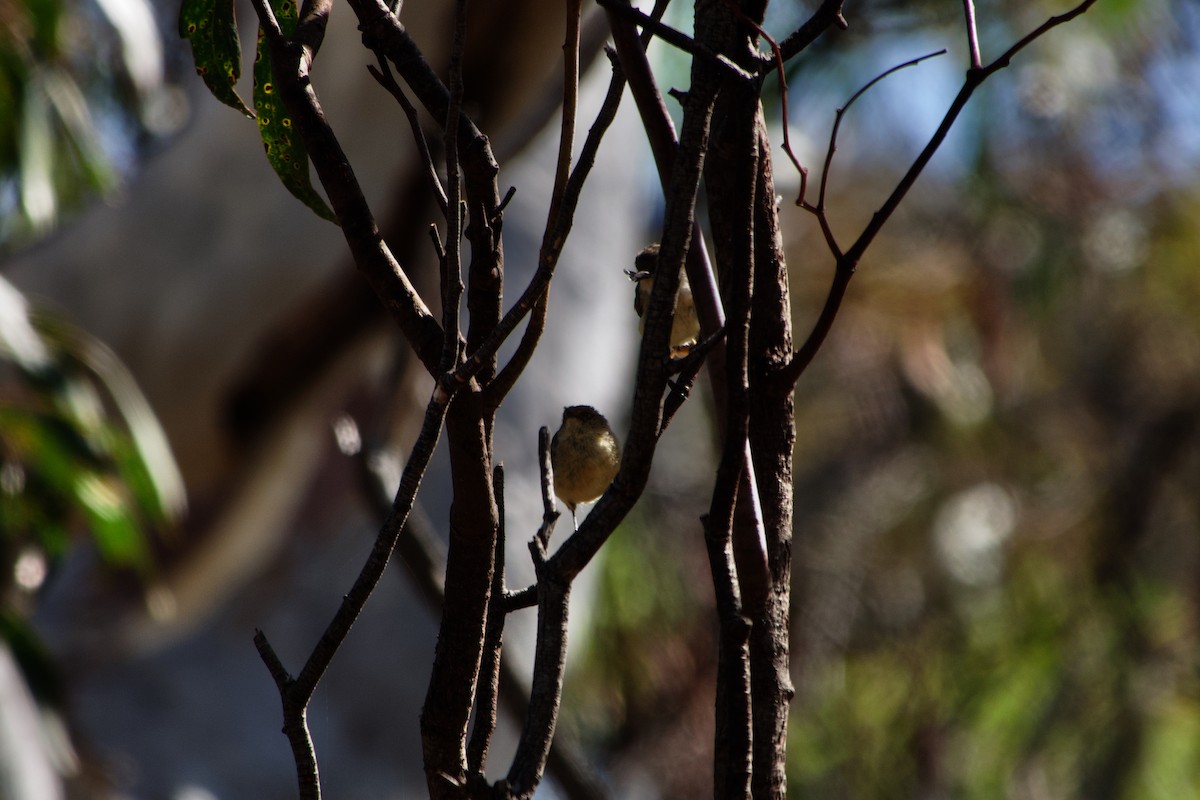 Buff-rumped Thornbill - ML633251140