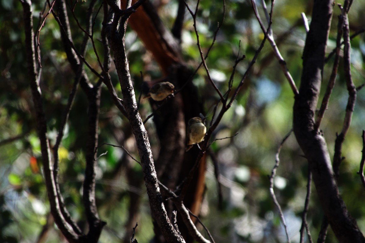 Buff-rumped Thornbill - ML633251141