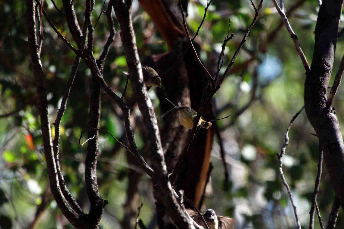 Buff-rumped Thornbill - ML633251142