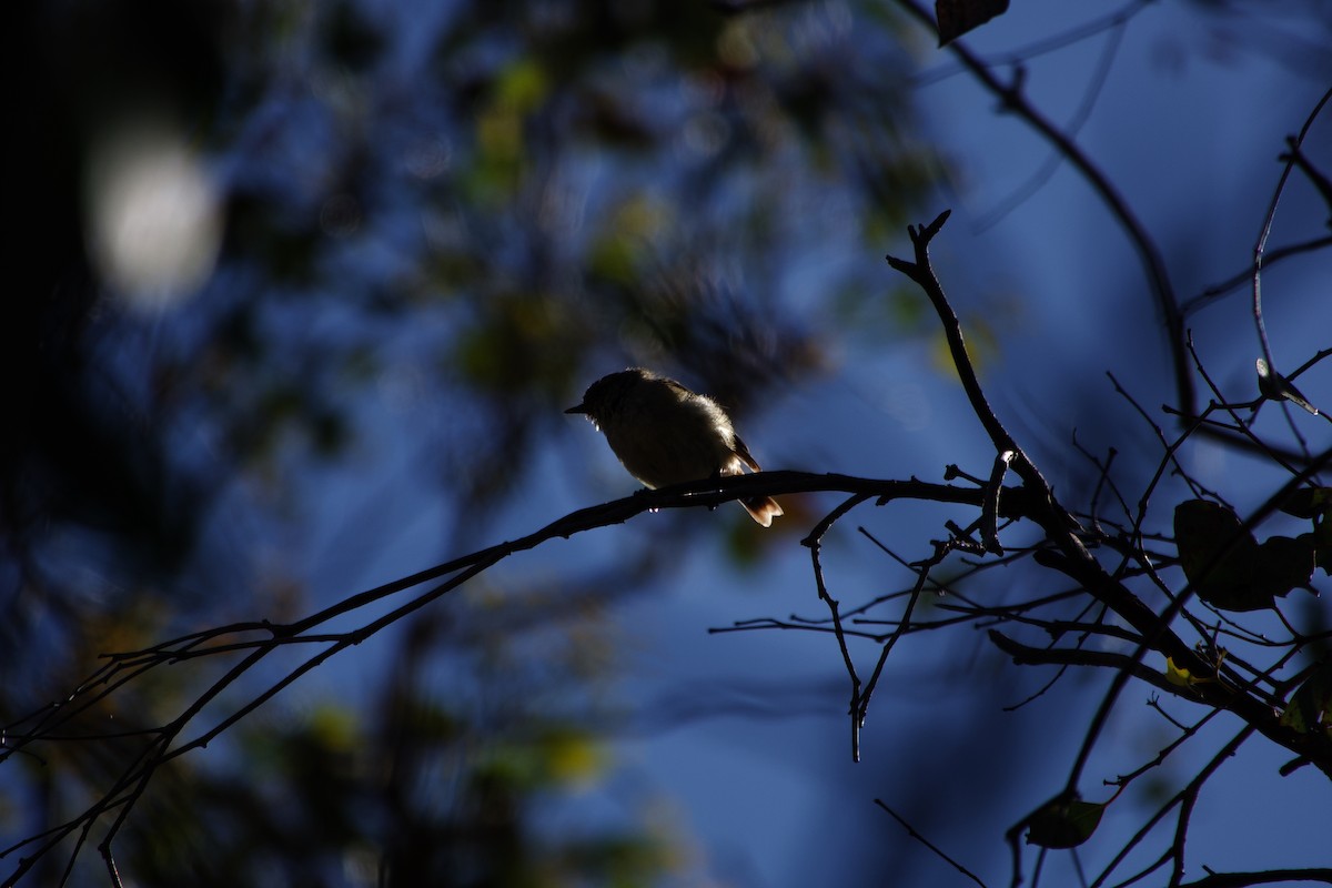 Buff-rumped Thornbill - ML633251296