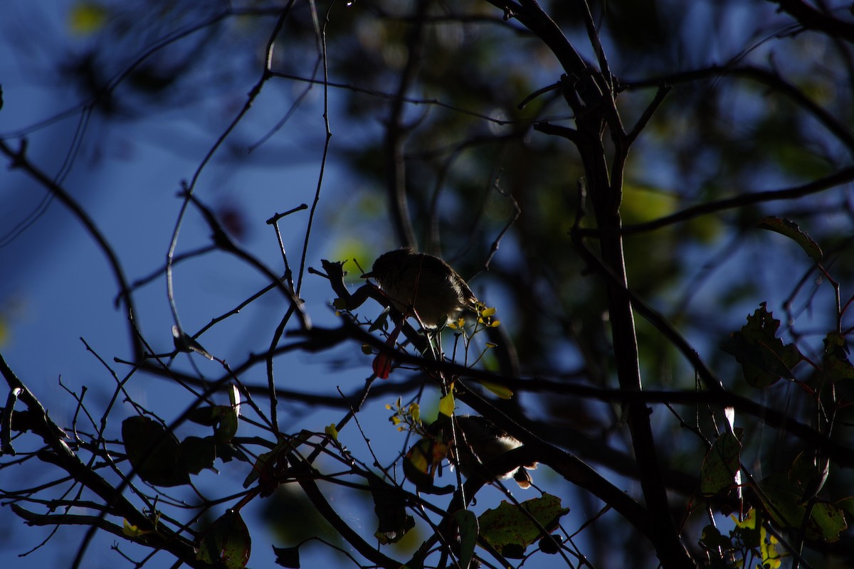 Buff-rumped Thornbill - ML633251297