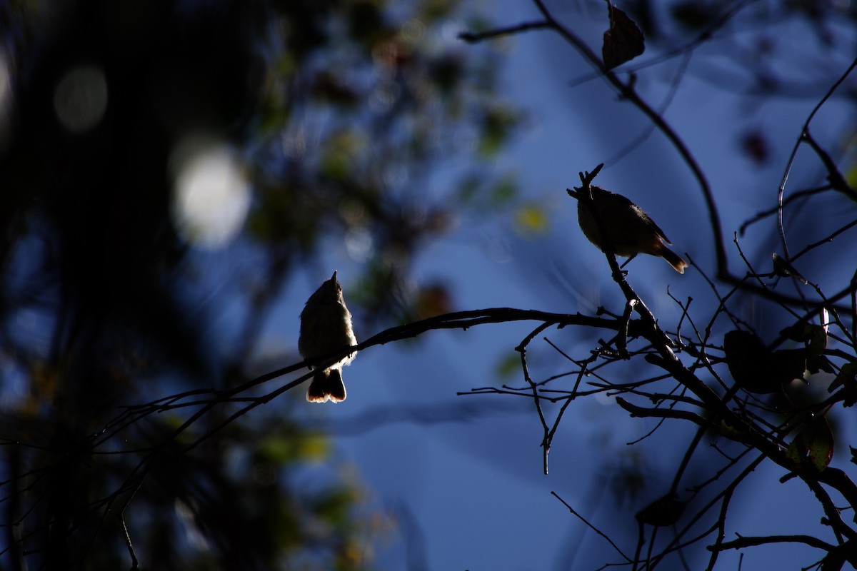 Buff-rumped Thornbill - ML633251298