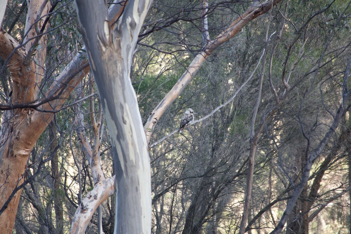 Laughing Kookaburra - ML633251396