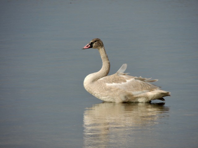 Trumpeter Swan - ML633251676