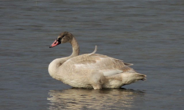 Trumpeter Swan - ML633251677