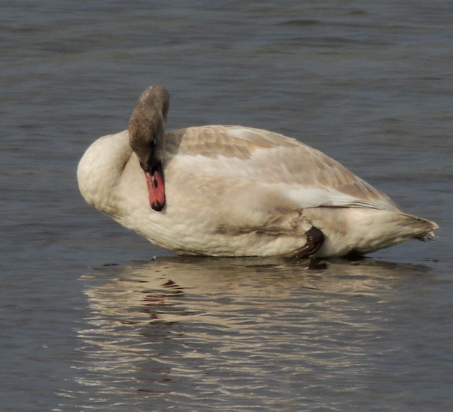 Trumpeter Swan - ML633251679