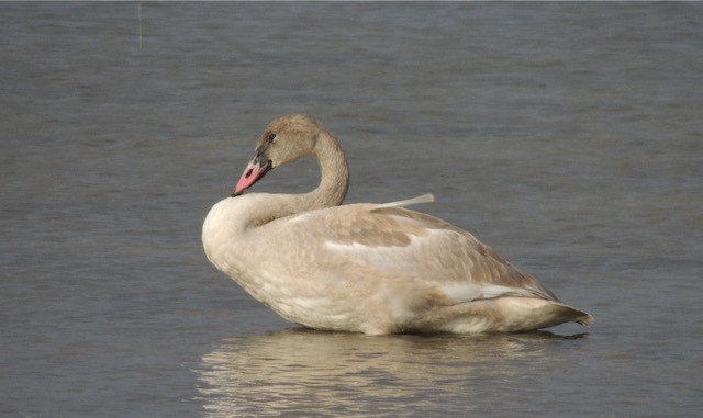 Trumpeter Swan - ML633251680
