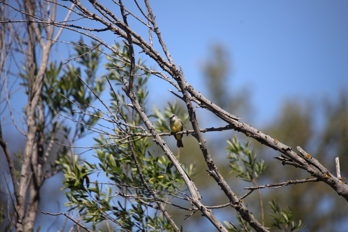 Tropical Kingbird - ML633251687