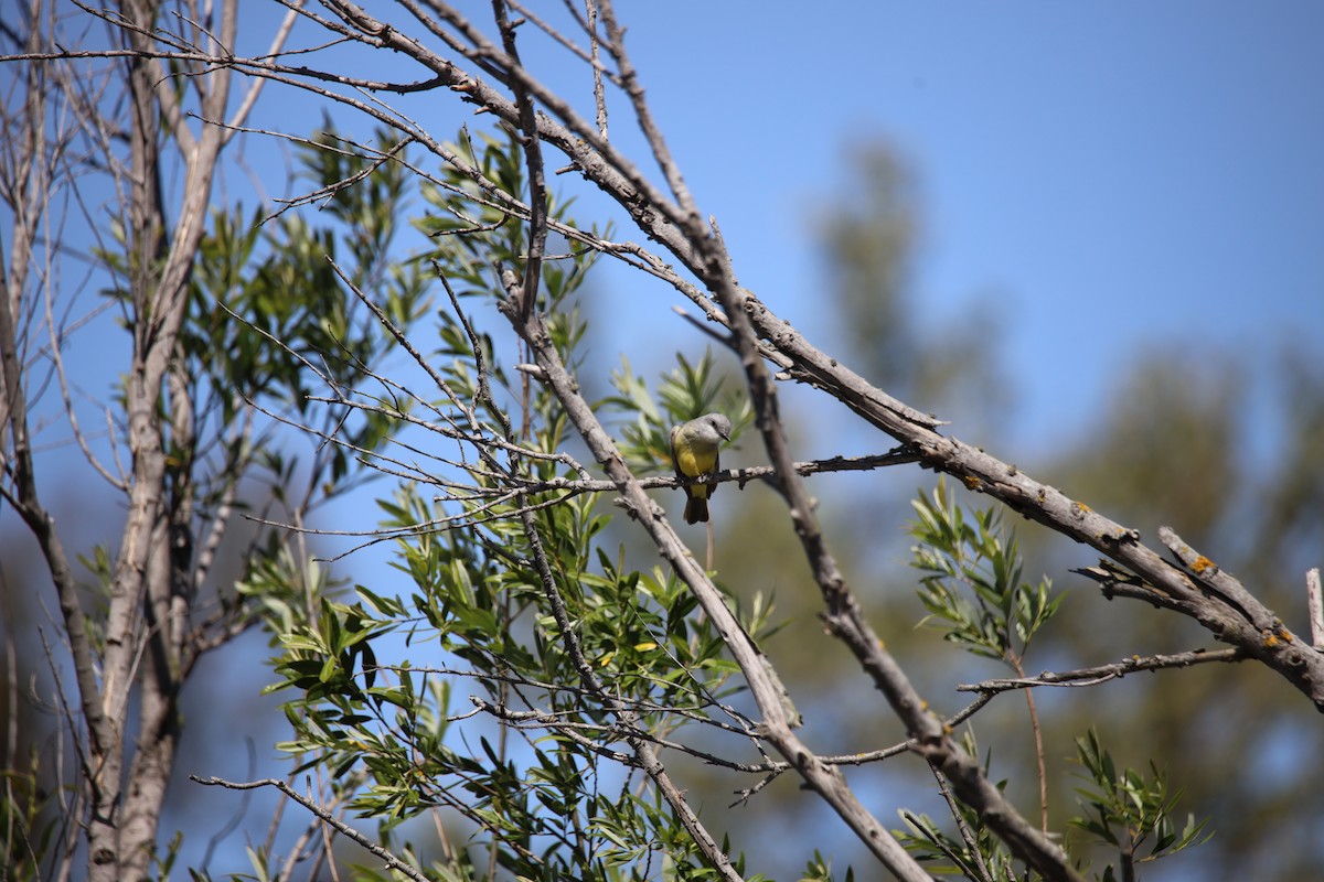 Tropical Kingbird - ML633251688