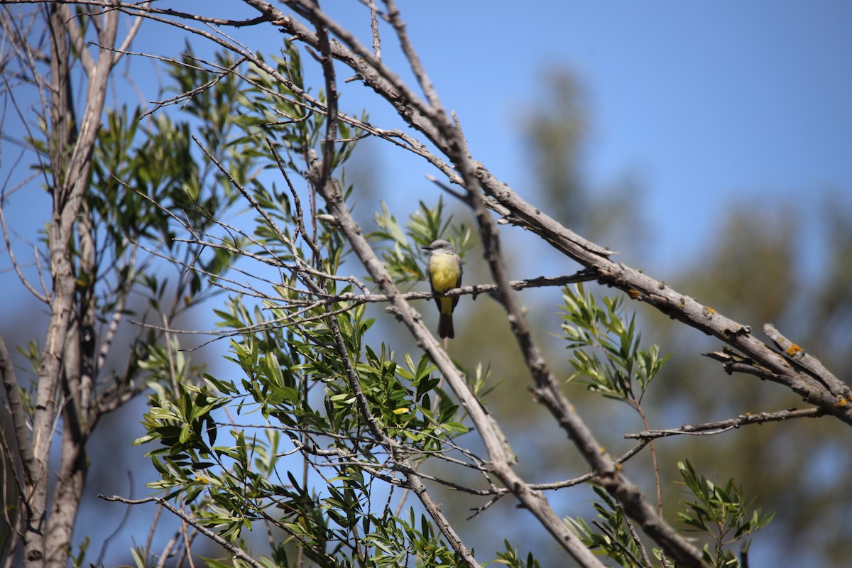 Tropical Kingbird - ML633251689