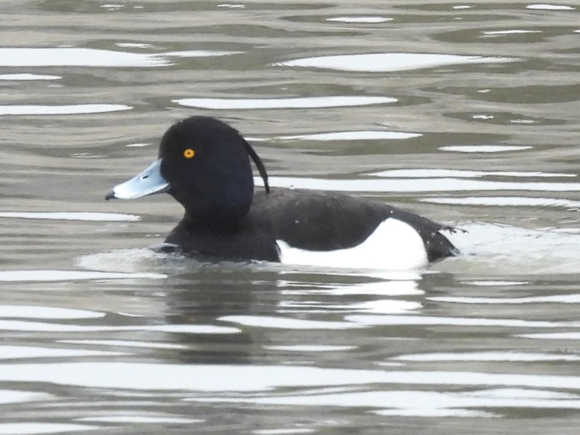 Tufted Duck - ML633251744