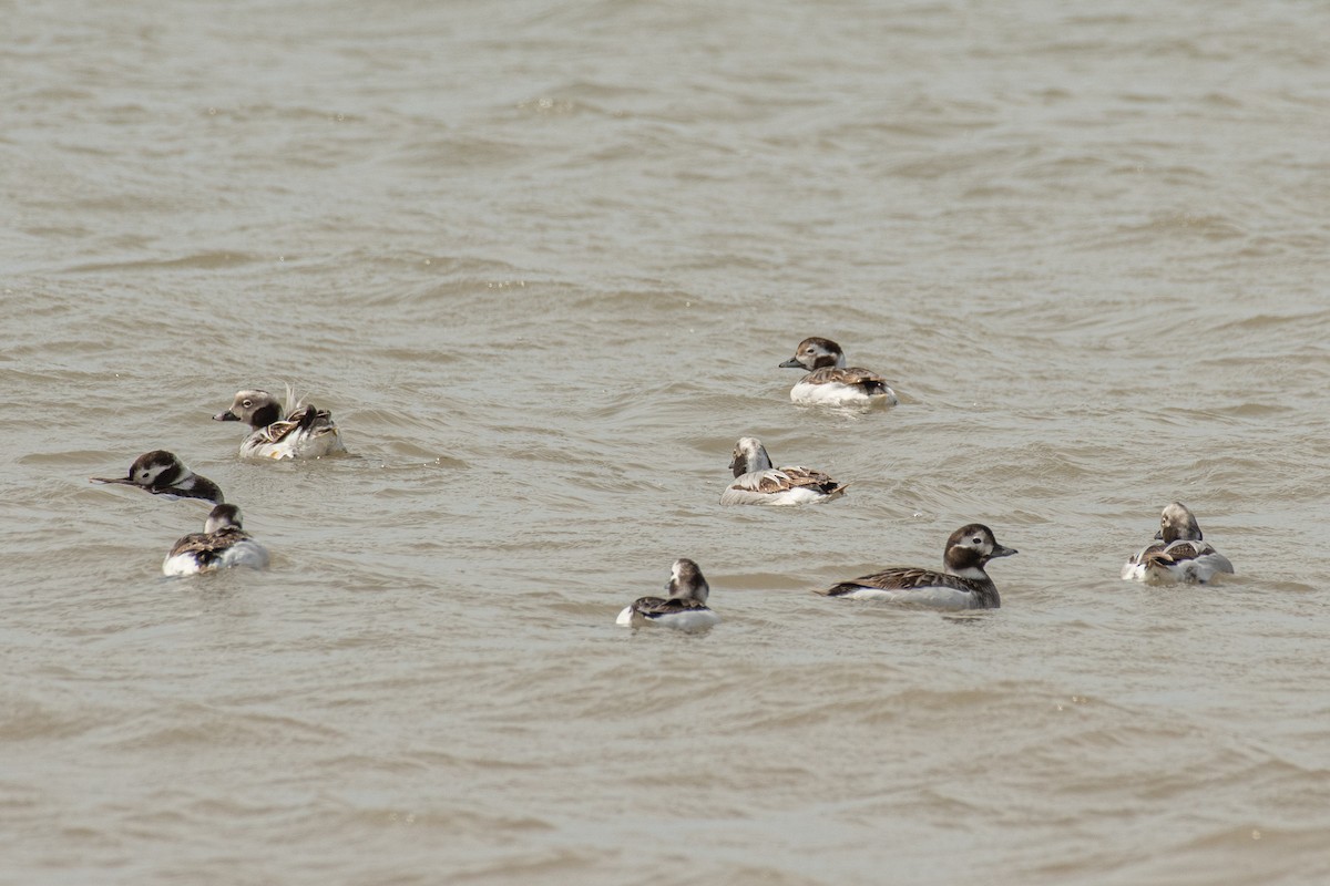 Long-tailed Duck - ML633251799