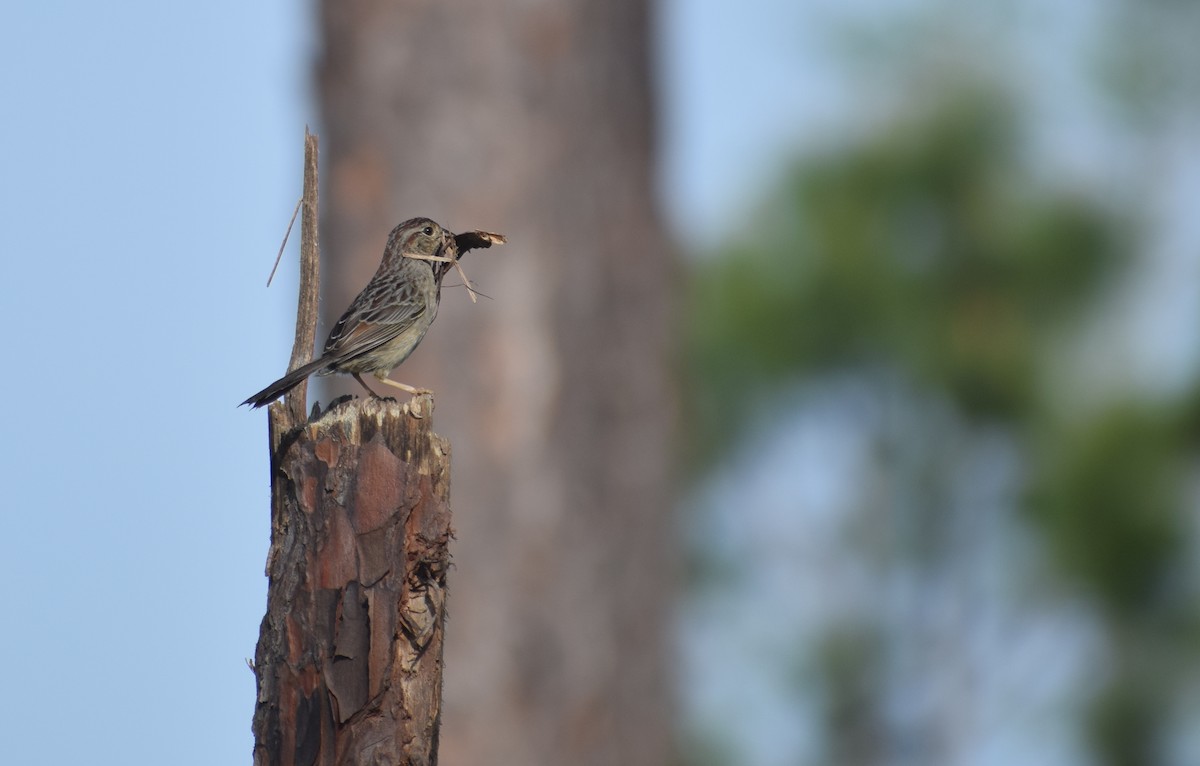 palmettospurv - ML633251841
