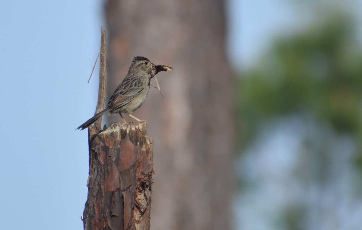 palmettospurv - ML633251846