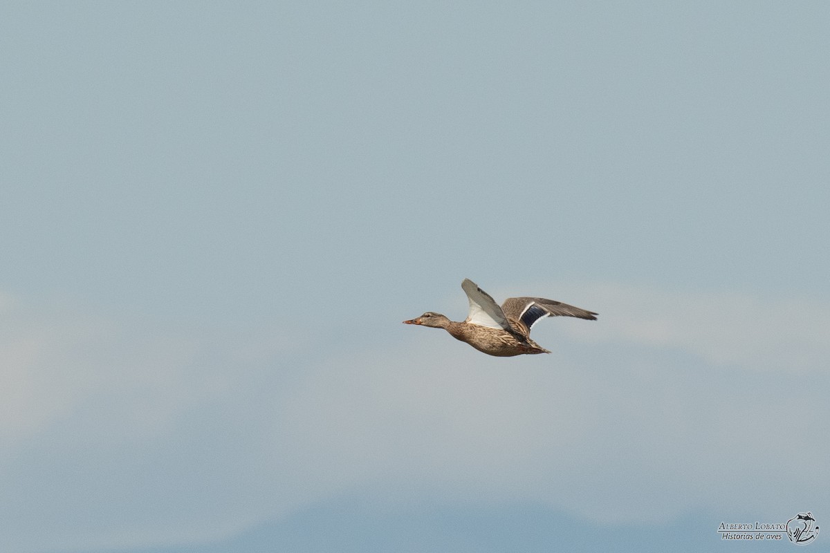 Mallard - ML633251853