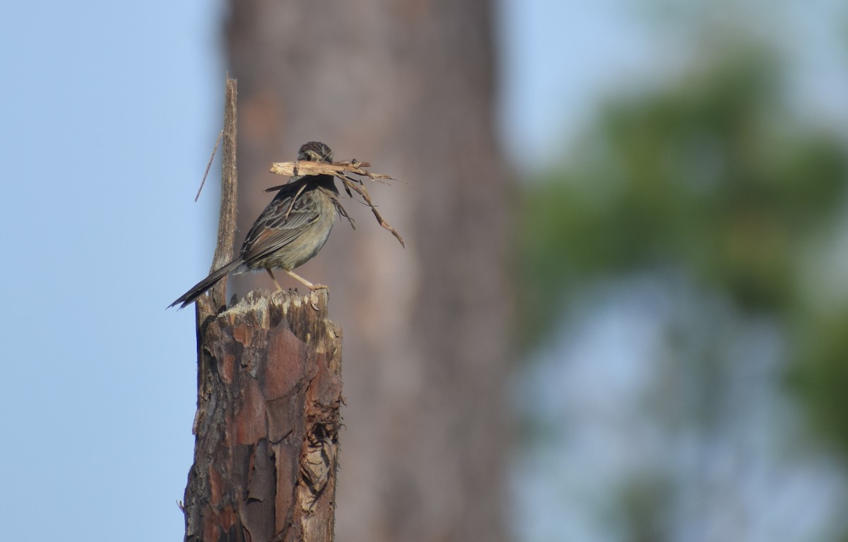 palmettospurv - ML633251866