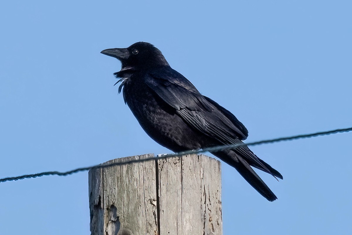 Fish Crow - ML633251881