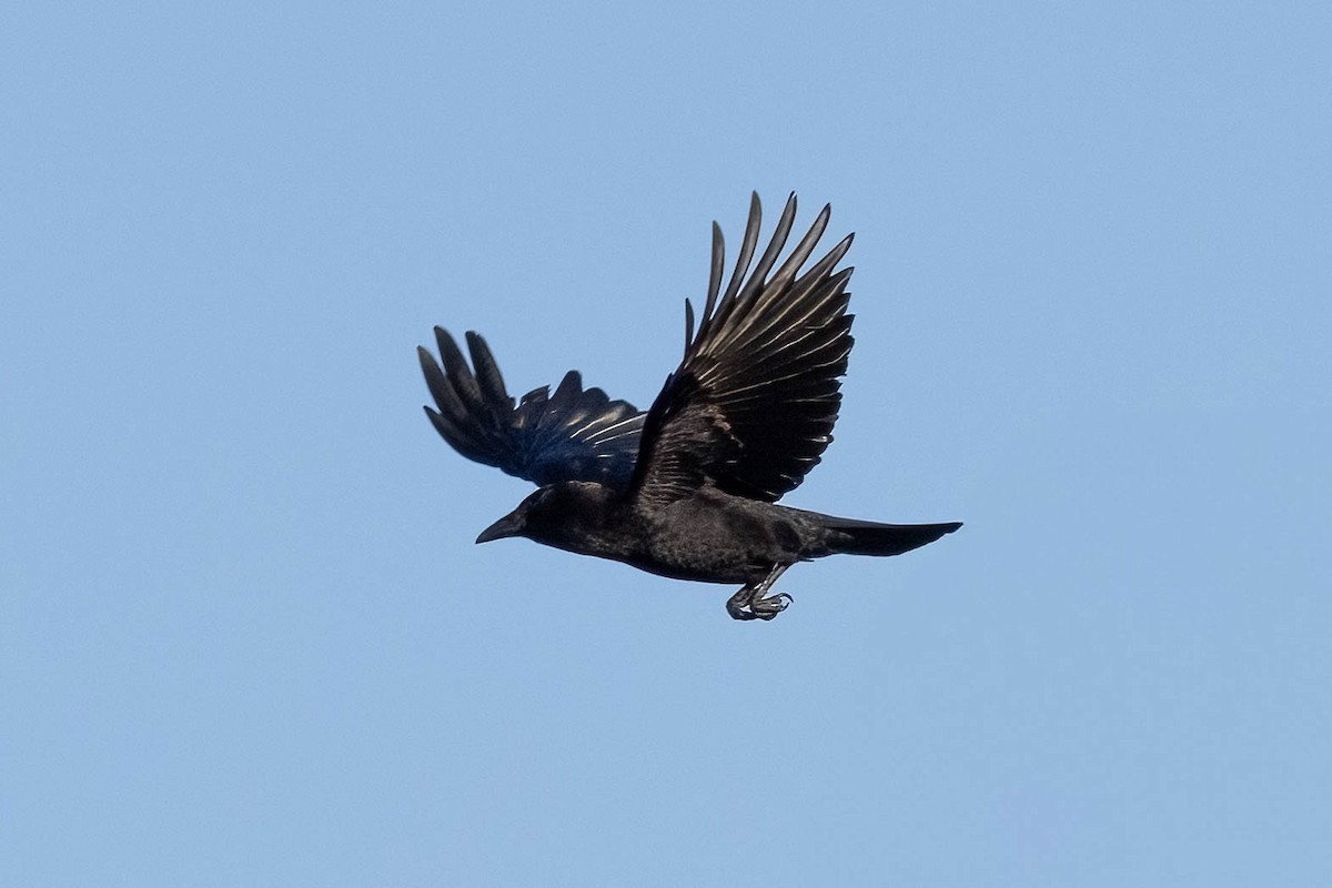 Fish Crow - ML633251882