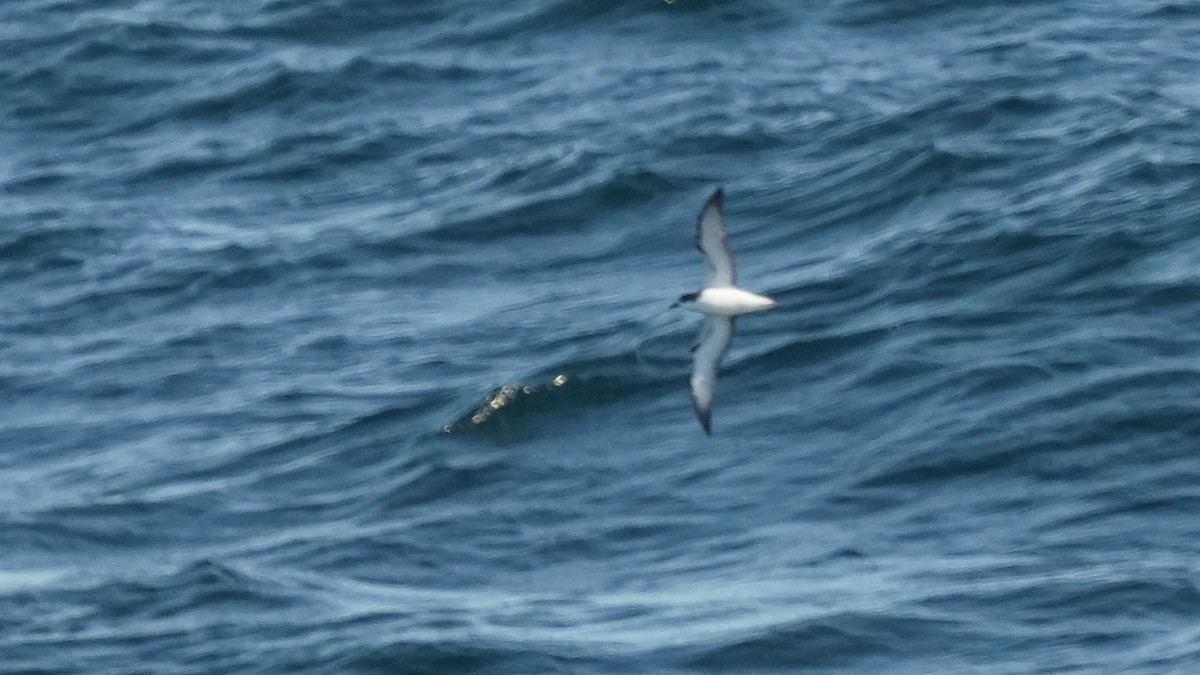 Stejneger's Petrel - ML633251902