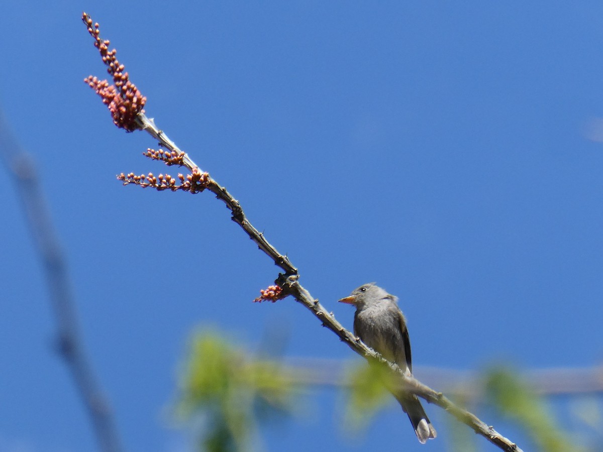 Greater Pewee - ML633252001