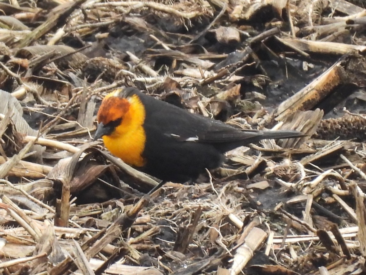 Yellow-headed Blackbird - ML633252078