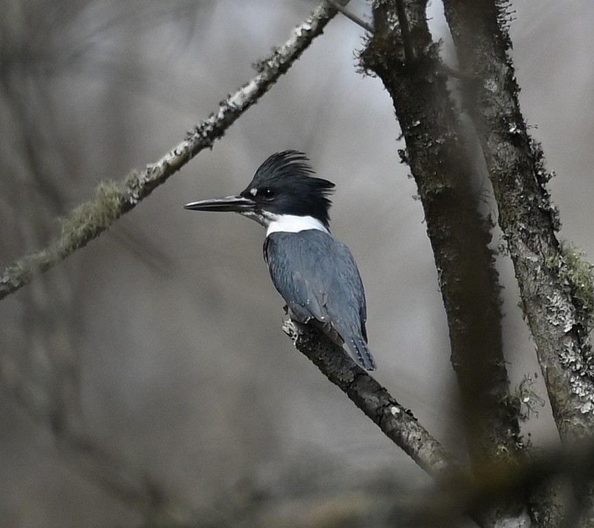 Belted Kingfisher - ML633252142