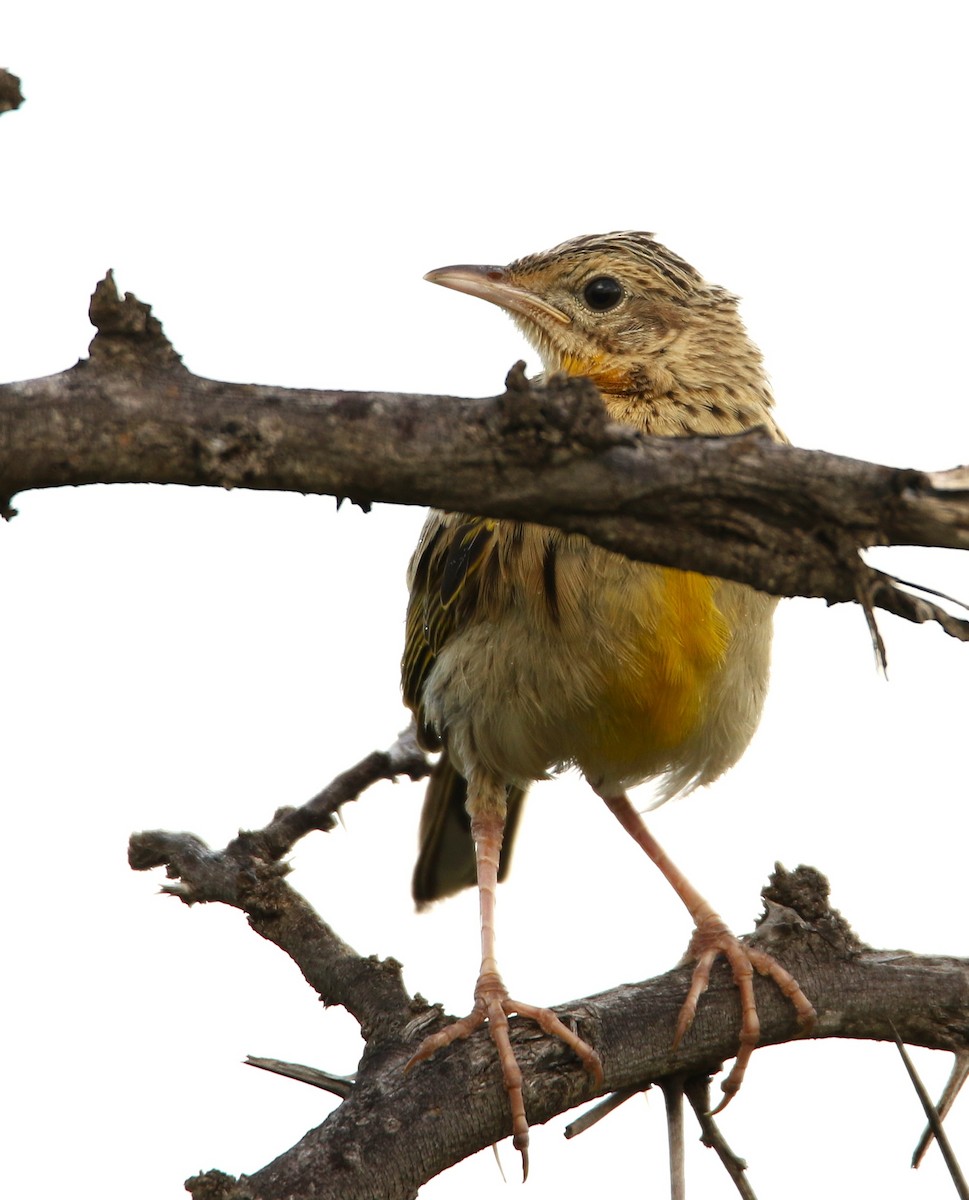 Pangani Longclaw - ML633252418